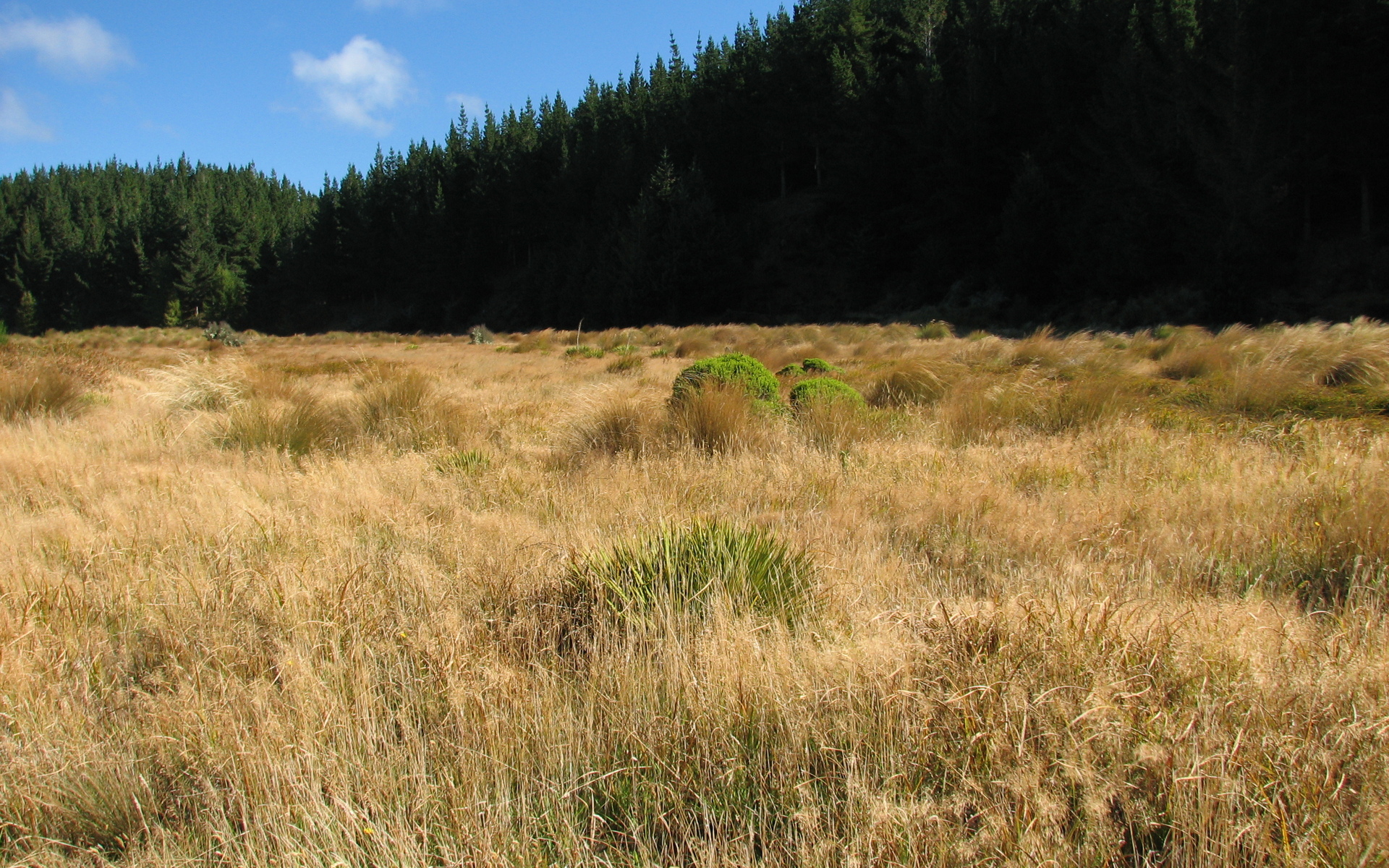 Grass and tussock on Waipori Reserve